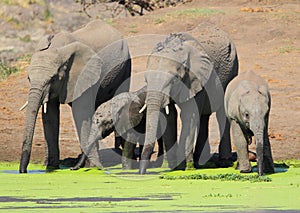 Elephants drinking