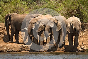 Elephants drinking