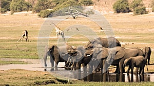 Elephants drinking