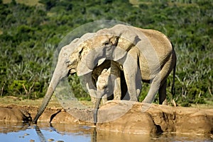 Elephants Drinking