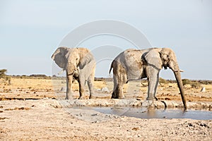 Elephants drinking