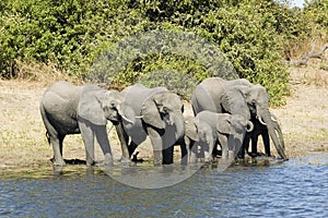 Elephants drinking