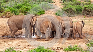 Elephants Drinking in Addo Elephant National Park