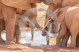 Elephants Drinking in Addo Elephant National Park