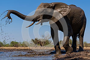 Elephants drinking ans taking a bath in a waterhole in Mashatu Game Reserve