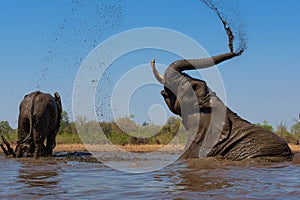 Elephants drinking ans taking a bath in a waterhole in Mashatu Game Reserve