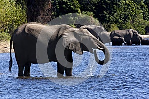 Elephants drinking - Botswana
