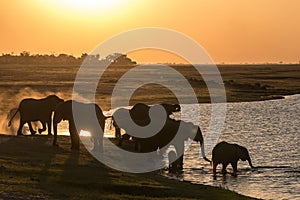 Elephants drinking at the chobe river