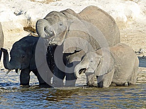 Elephants drinking by the Chobe River, Botswana