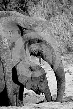 Elephants drinking from dry river bed