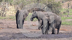 Elephants are drinking and playing at the water hole