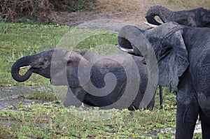 Elephants in a drinking pool