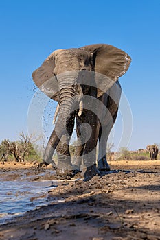 Elephants drinking and taking a bath in Mashatu Game Reserve