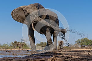 Elephants drinking and taking a bath in Mashatu Game Reserve