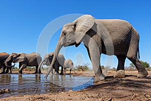 Elephants drinking and taking a bath in Mashatu Game Reserve