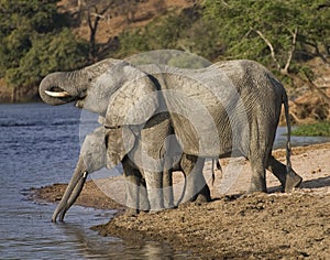 Elephants drinking water