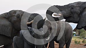 Elephants drinking water at Elephant Sands, Nata, Botswana