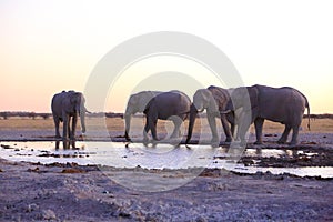 Elephants drinking water after sunset