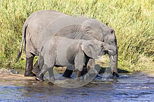 Elephants drinking water while they walk