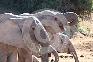 Elephants drinking water at waterhole photo