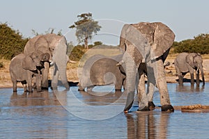 Elephants drinking at waterhole