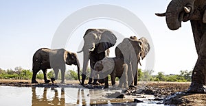 Elephants drinking at a waterhole in Botswana, Africa