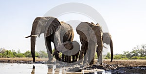 Elephants drinking at a waterhole in Botswana, Africa