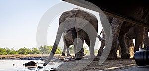 Elephants drinking at a waterhole in Botswana, Africa