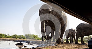 Elephants drinking at a waterhole in Botswana, Africa