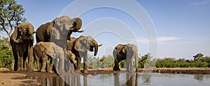 Elephants drinking at a waterhole in Botswana, Africa