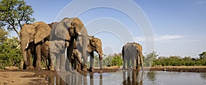 Elephants drinking at a waterhole in Botswana, Africa