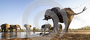 Elephants drinking at a waterhole in Botswana, Africa