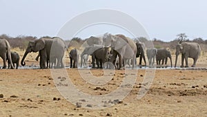 Elephants drinking at waterhole, Hwange, Africa wildlife
