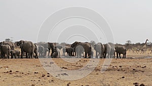 Elephants drinking at waterhole, Hwange, Africa wildlife