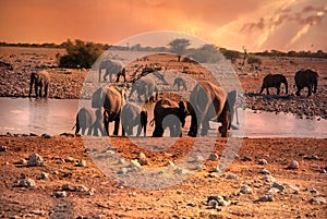 Tramonto potabile elefanti sul abbeveratoio 