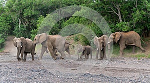 Elephants in an almost dry riverbed in Mashatu Game Reserve