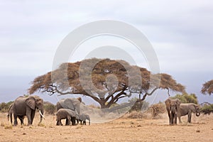 Elephants dust bathing and grazing at Amboseli Nationa park, Masai Mara