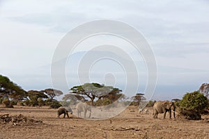 Elephants dust bathing and grazing at Ambosli national park with Mount Kilimanjaro at the backdrop, Kenya