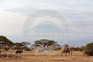 Elephants dust bathing and grazing at Ambosli national park with Mount Kilimanjaro at the backdrop, Kenya