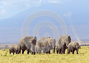 Elephants dust devil