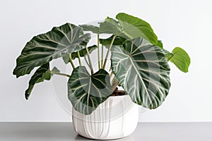 Elephants Ear Colocasia Esculenta In A White Pot On A White Background. Generative AI photo