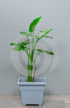 Elephants ear, large leaf tropical plant, decorative houseplant, colocasia potted plant on interior floor photo