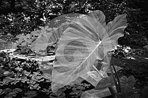 Elephants Ear leaves in a summer garden