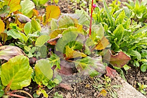 Elephants ears or Bergenia plant in Zurich in Switzerland