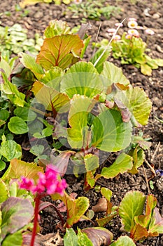 Elephants ears or Bergenia plant in Zurich in Switzerland