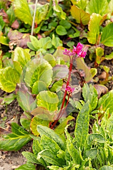 Elephants ears or Bergenia plant in Zurich in Switzerland