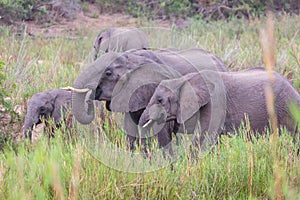 Elephants eating