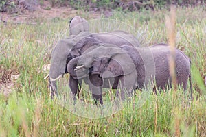 Elephants eating