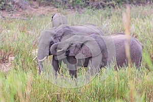 Elephants eating