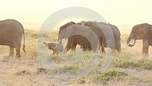 Elephants eating grass in Amboseli